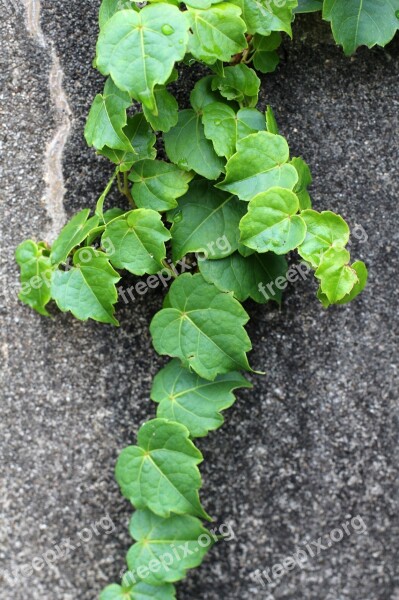 Creeper Plant Nature Garden Leaves