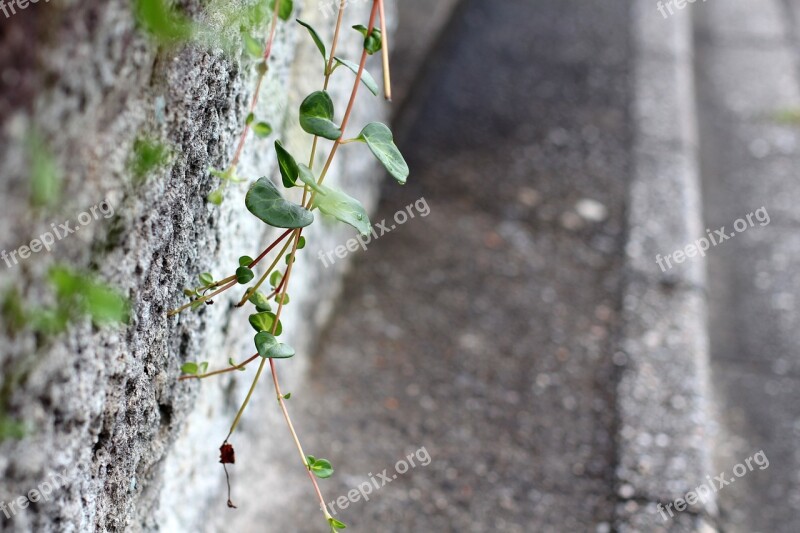 Wall Cement Old Wall Sidewalk Plant