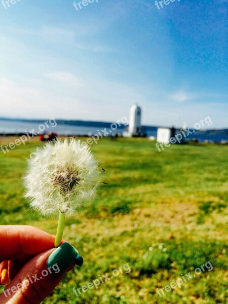 Dandelion Spring Summer Nature Meadow