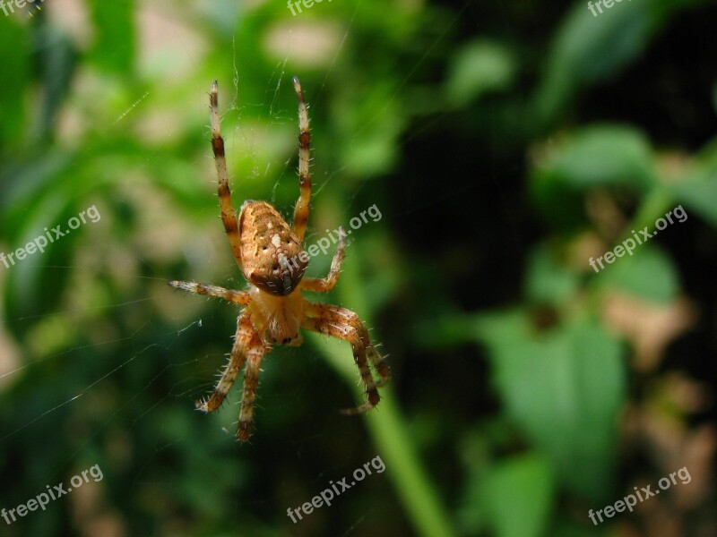 Animal Insect Nature Arthropod Macro