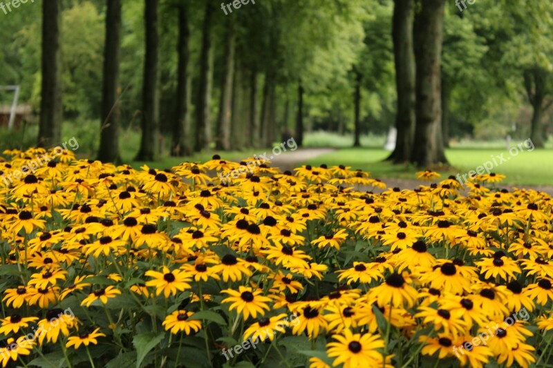 Yellow Flower Lane Parc Yellow Flowers