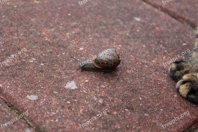 Snail Rain Garden Fauna Nature