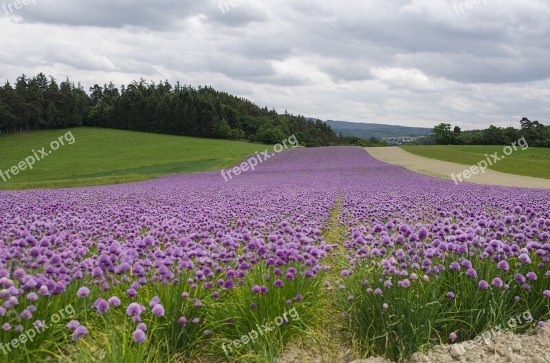 Blossom Field Taunus Summer Landscape Free Photos