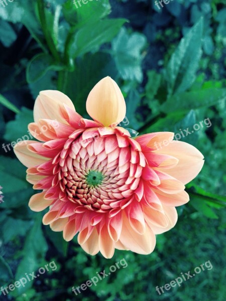 Dahlia Flower Red Blossom Bloom