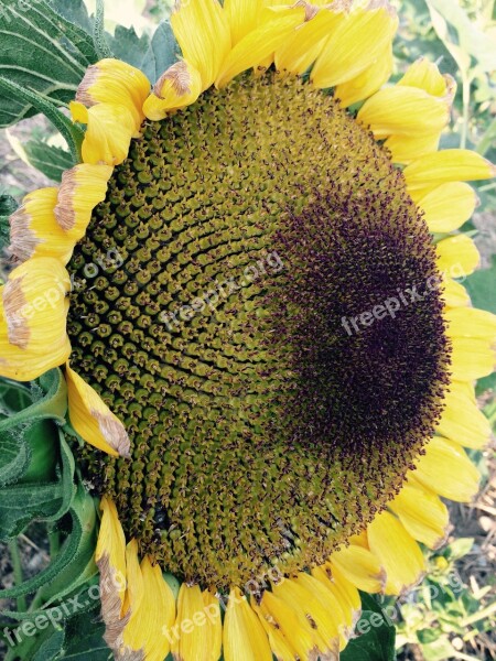 Sunflower Summer Yellow Flower Autumn