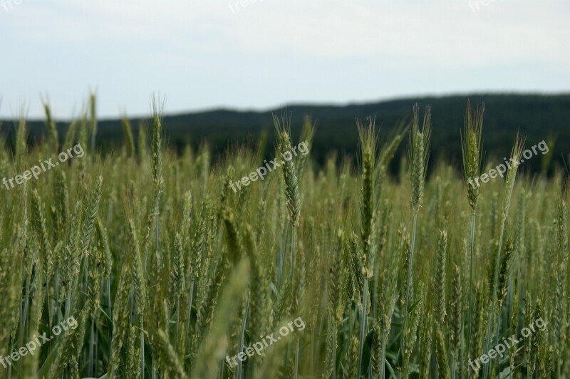 Field Spike Cereals Agriculture Nature