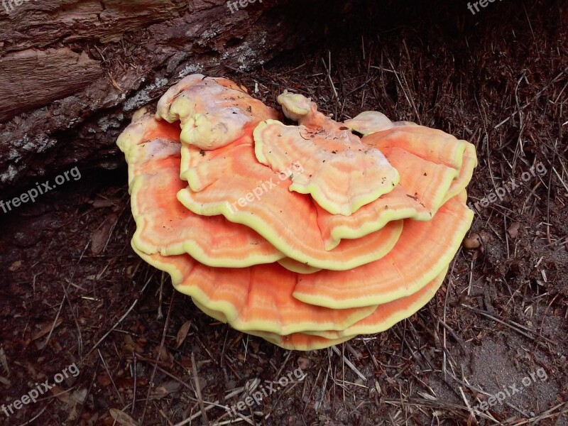 Hub Mushroom The Parasite Wood Hub Free Photos