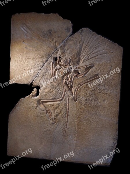 Archeopteryx Skeleton Fossil Archosaurs Transitional Form