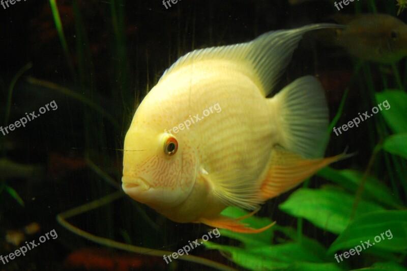 Cichlid Fish Aquarium Underwater World Underwater