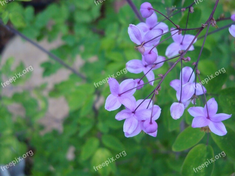 Meadow Rue Flower Purple Green Nature