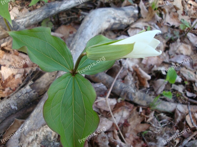 Trillium Flower Spring Nature Wild