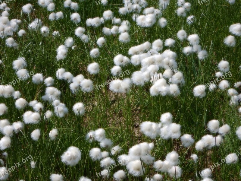 Alpine Flowers Flower Fluffity Fluffy White