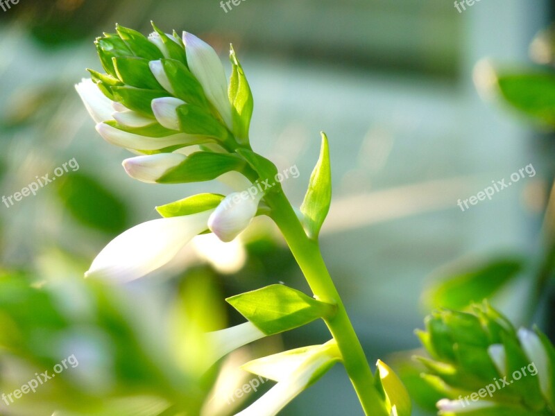 Hosta Bloom Flower Plant Summer