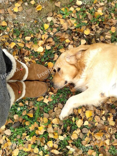 Golden Retriever Autumn Leaves Dog Golden