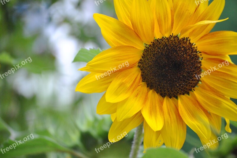 Sunflower Flower Yellow Close Up Garden