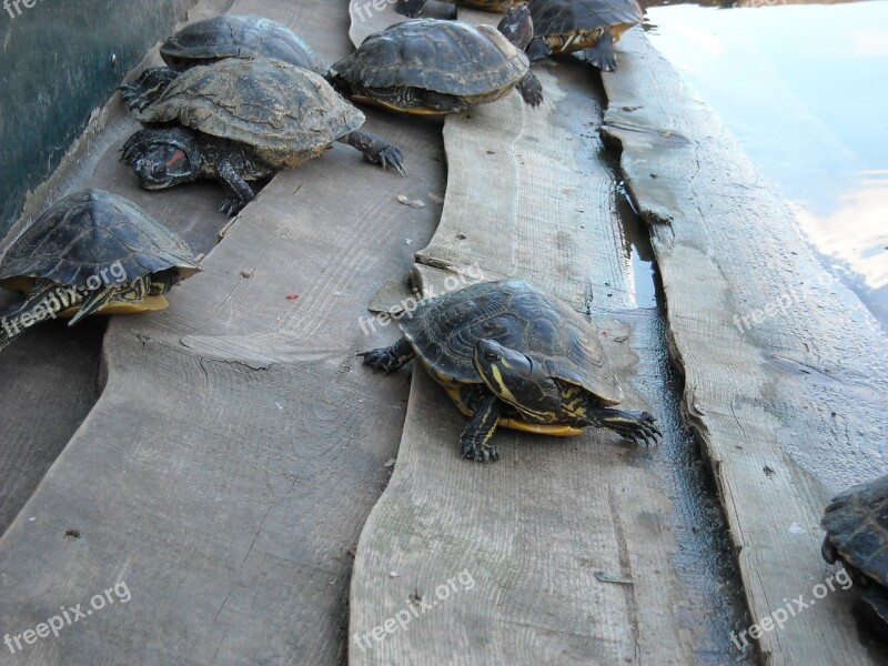 Tortoise Animals Invertebrates Reptiles Pond