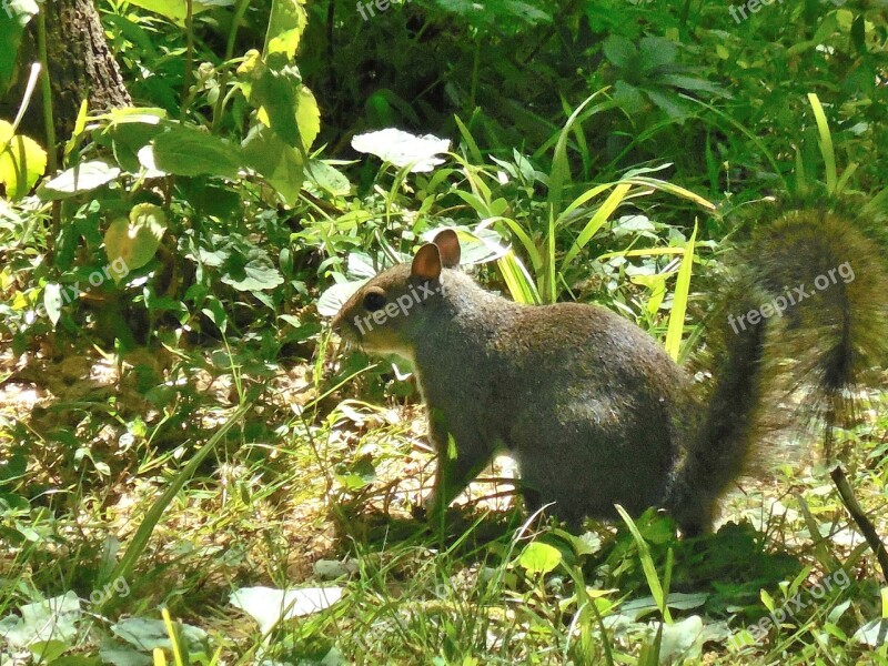 Squirrel Wild Nature Animal Forest