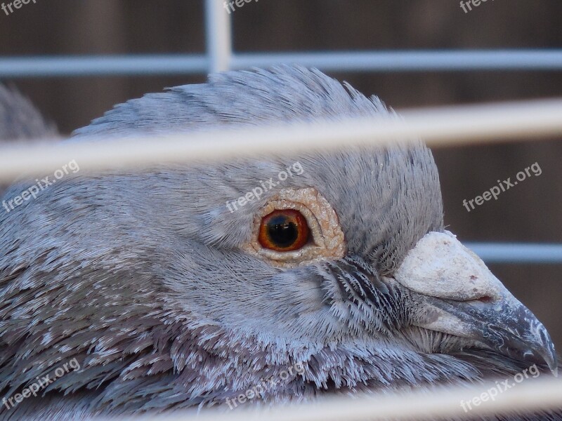 Pigeon Caged Bird Blue Wildlife