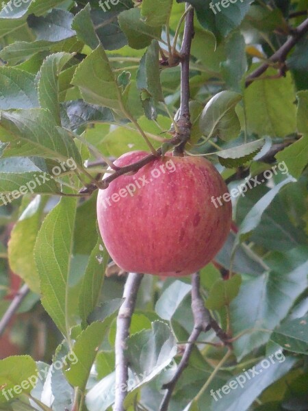 Apple Fruit Food Healthy Fresh