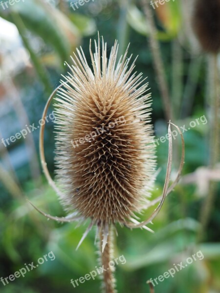 Thistle Nature Spur Prickly Brown