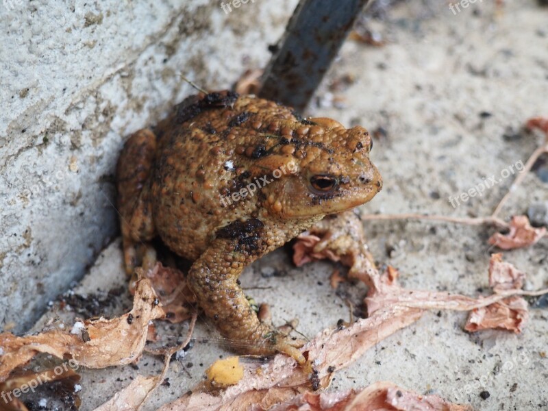 Toad Frog Animal Nature Brown