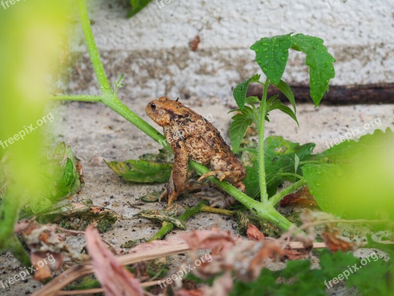 Toad Frog Nature Brown Free Photos