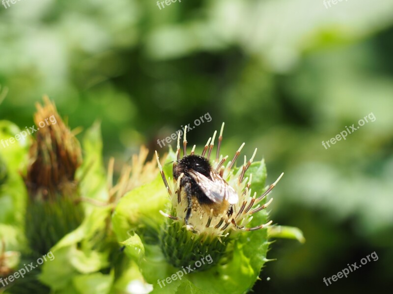 Hummel Thistle Pollination Nature Insect