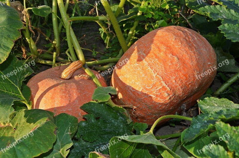 Pumpkin A Vegetable The Cultivation Of Agriculture Food