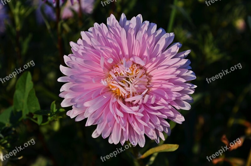 Flowers Aster Autumn Astra Full Bloom