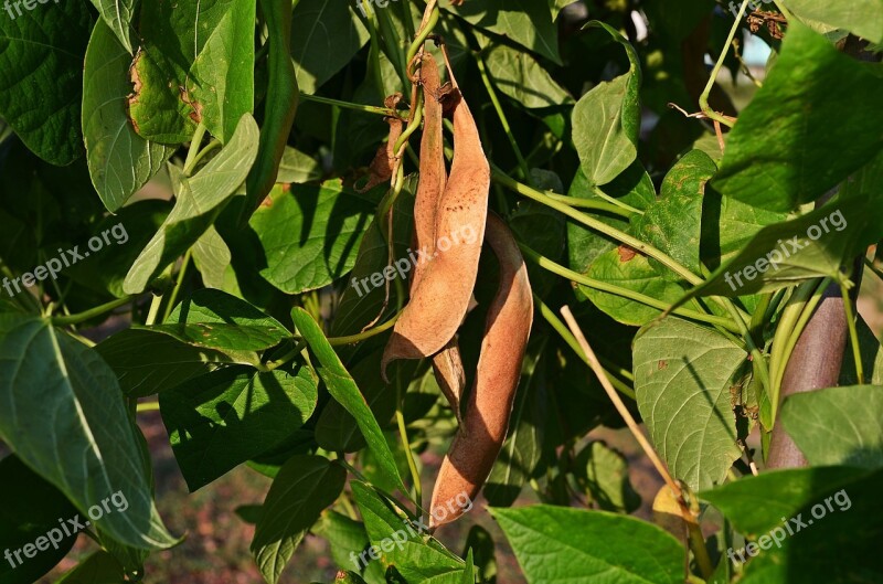 Beans A Vegetable The Cultivation Of Agriculture Eating