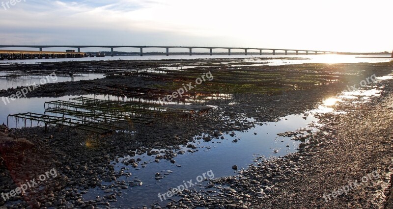 Oyster Ostériculture Low Tide Sea Strong Louvois