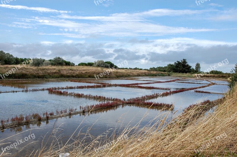 Marsh Saline Water Island Of Oleron Oléron