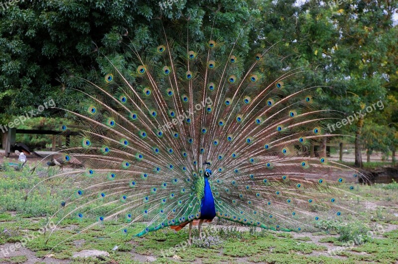 Peacock Wheel Bird Animals Feathers