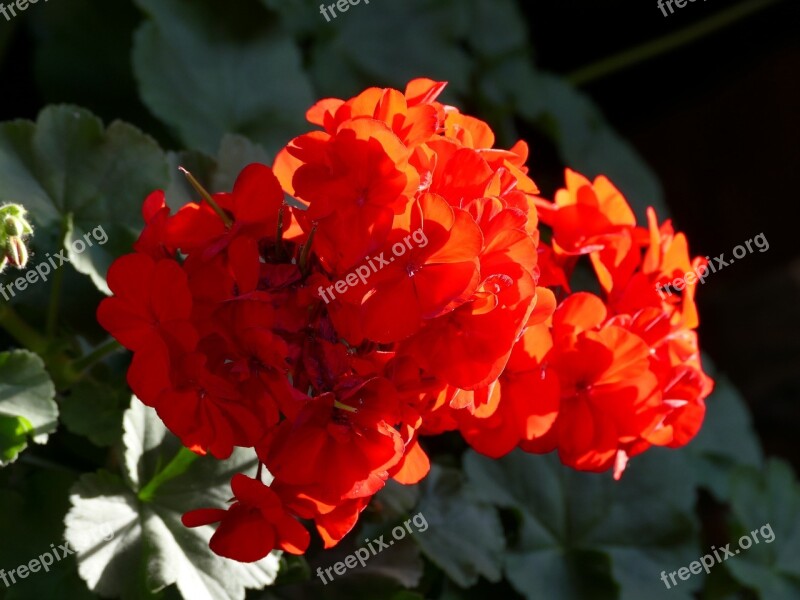 Geranium Flower Balcony Plant Summer Free Photos