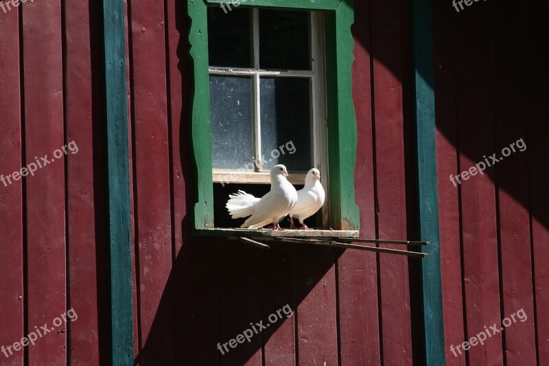 Pigeons Pigeon House Zoo Zittau House