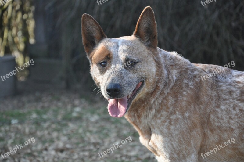 Dog Australian Cattle Dogs Animal Australian Cattle Dog Herding Dog