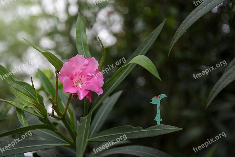 Oleander Medicinal Plants Hiv Plant Woods