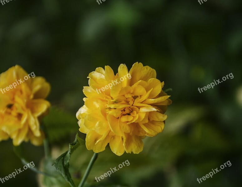 Kerria Japonica Flowers Plant Medicinal Autumn