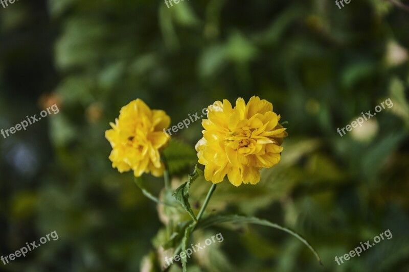 Kerria Japonica Flowers Plant Medicinal Autumn