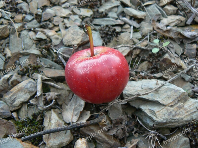 Apple Stone Slate Red Free Photos