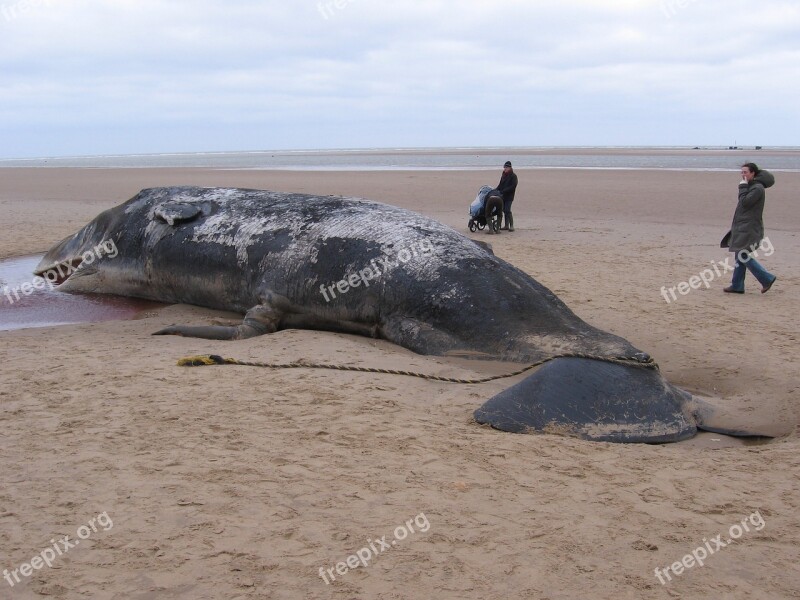 Sperm Whale Beached Dead Ocean Animal