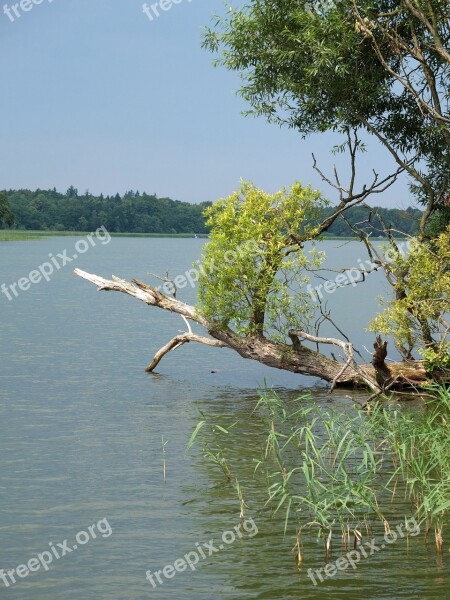 Pasture Willow Tree Green Log Branches