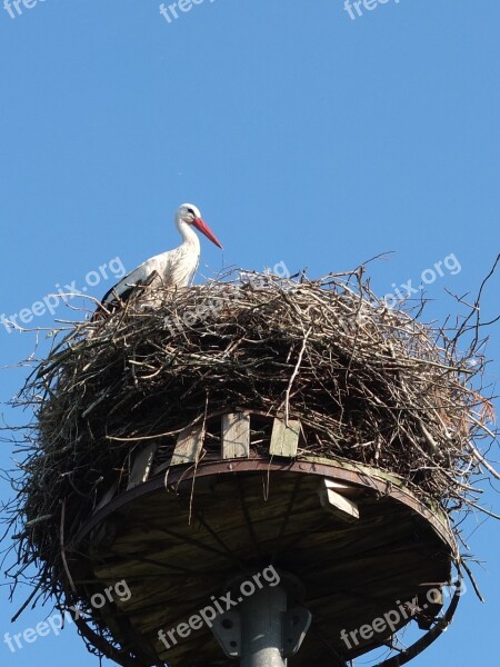 Stork Nest Bird Storchennest Rattle Stork