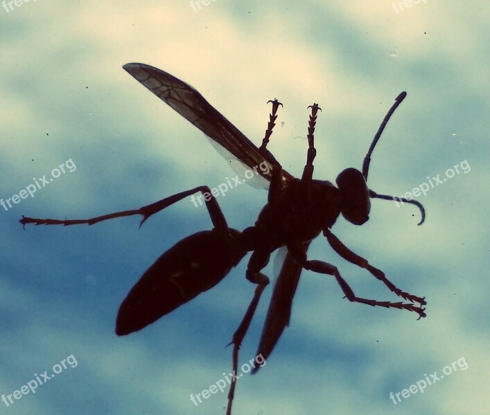 Wasp Glass Windshield Sky Clouds