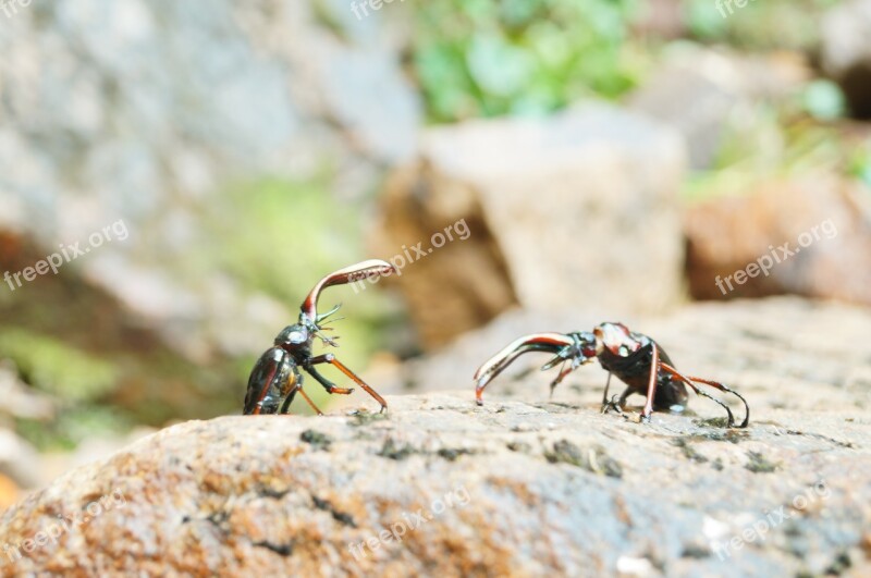 Beetles Nature Battle Fight Free Photos