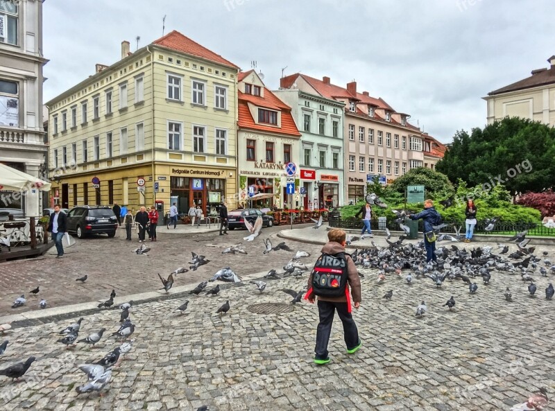 Market Square Bydgoszcz Pigeons Doves Flock