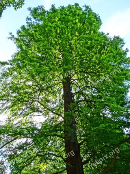 Tree Plant Park Nature Growth