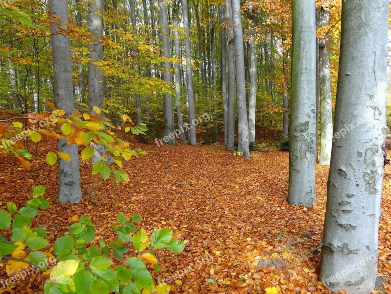 Bydgoszcz Botanical Garden Forest Autumn Trees