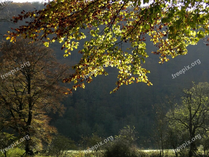 Autumn Tree Light Leaves In The Autumn Golden Autumn