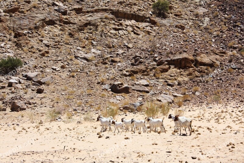 Desert Nature Goats Landscape Sand